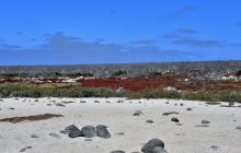 Zdjęcia z Galapagos 