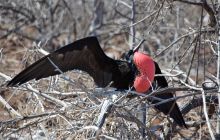 Zdjęcia z Galapagos 