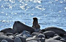 Zdjęcia z Galapagos 