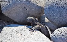 Zdjęcia z Galapagos 