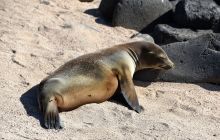 Zdjęcia z Galapagos 