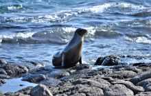 Zdjęcia z Galapagos 