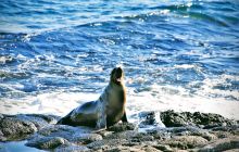 Zdjęcia z Galapagos 