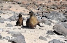 Zdjęcia z Galapagos 