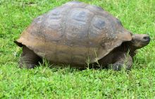 Zdjęcia z Galapagos 