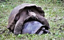 Zdjęcia z Galapagos 