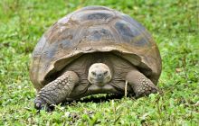 Zdjęcia z Galapagos 