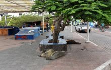 Zdjęcia z Galapagos 