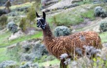 Zdjęcia z Galapagos 