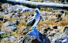 Zdjęcia z Galapagos 