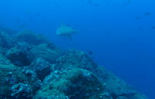 Zdjęcia z Galapagos 