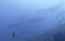 Zdjęcia z Galapagos 