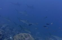 Zdjęcia z Galapagos 