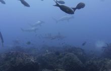 Zdjęcia z Galapagos 