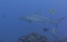 Zdjęcia z Galapagos 