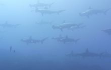 Zdjęcia z Galapagos 