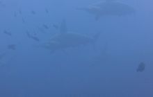 Zdjęcia z Galapagos 