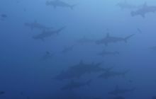 Zdjęcia z Galapagos 