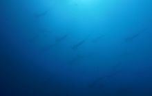 Zdjęcia z Galapagos 