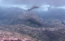 Zdjęcia z Galapagos 