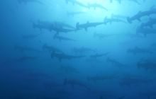 Zdjęcia z Galapagos 