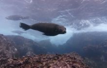 Zdjęcia z Galapagos 