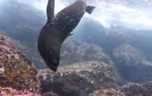 Zdjęcia z Galapagos 