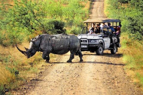 Nurkowanie Sardine Run i <span>Aliwal Shoal</span>