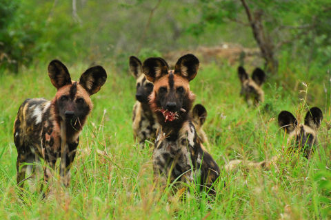 Nurkowanie Sardine Run i <span>Aliwal Shoal</span>