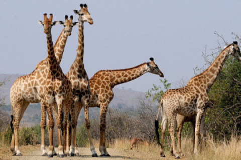 Nurkowanie Sardine Run i <span>Aliwal Shoal</span>