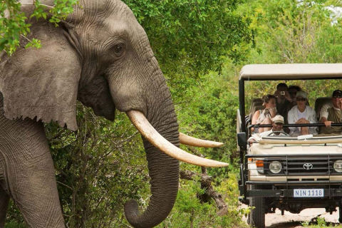 Nurkowanie Sardine Run i <span>Aliwal Shoal</span>