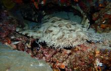 Zdjęcia z Raja Ampat