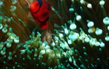 Zdjęcia z Raja Ampat