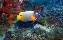 Zdjęcia z Raja Ampat