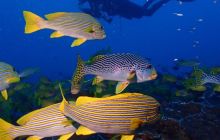 Zdjęcia z Raja Ampat