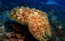 Zdjęcia z Raja Ampat