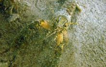 Nurkowanie i Joga, Kamieniołom Piechcin