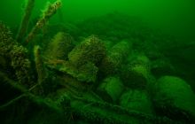 Nurkowanie wrakowe Junkers i Betonowiec 