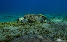 Safaga Listopad 2020