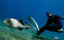 Safaga Listopad 2020