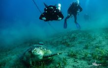 Safaga Listopad 2020