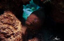 Safaga Listopad 2020