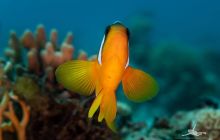 Safaga Listopad 2020