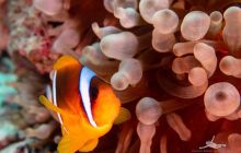 Safaga Listopad 2020