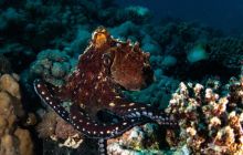 Safaga Listopad 2020