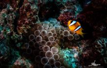 Safaga Listopad 2020