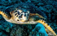 Safaga Listopad 2020