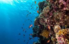 Safaga Listopad 2020