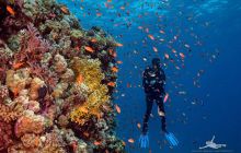 Safaga Listopad 2020