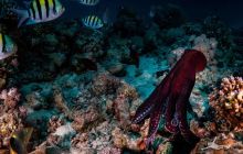 Safaga Listopad 2020